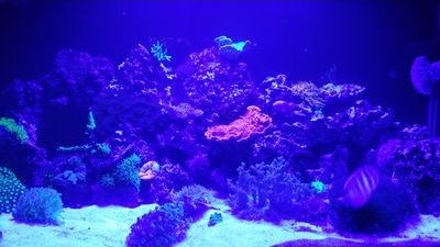 WilliamWulfflef's profile picture. 