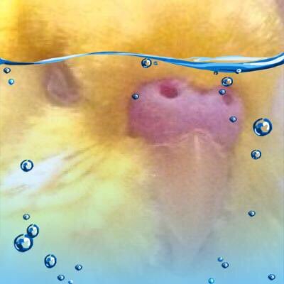 インコ大好きで2羽飼っています!インコ好きな人と繋がりたいです!インコ関係のツイートはたくさんふぁぼってしまうので迷惑でしたらブロックをお願いします。すみません_| ̄|○ 鳥好きさんのフォロバは120%です*お別れはブロックで*