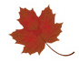 Leafstudios