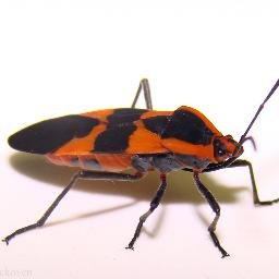 ProSniparsFan's profile picture. 