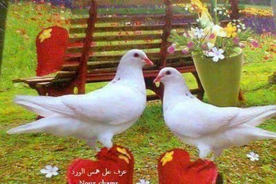 67_lahsan's profile picture. 