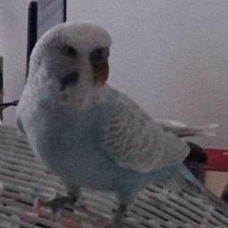 Publi_Licini's profile picture. 