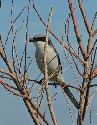 Birder living in beautiful Tennessee. Birding, listing, state listing, photography & birdsong recording. Photo/Audio content is mine.