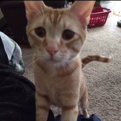 deweykittyboy's profile picture. Just a mitter kitty boy! I love my mudder and my fawder and my brudder Cheeball.