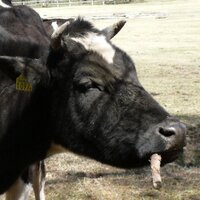 Shobu (@shobu_umemura) 's Twitter Profile Photo