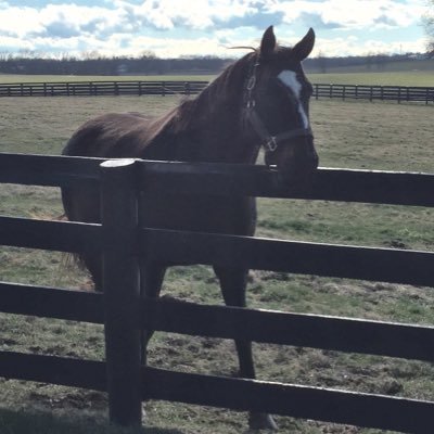 stargirl11's profile picture. Horse racing lover & Disney affectionado who is also an adaptive athlete. My aid is not yours to use as a prop to fearmonger with. Looking at you running comm.