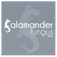 Salamander Fungus