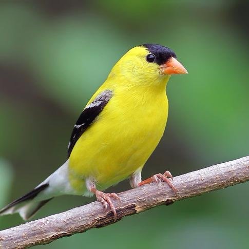 CathyFinch's profile picture. Information Technology Professional - currently working w/ Business Intelligence & business process automation. Likes science, history, photography, and IndyCar