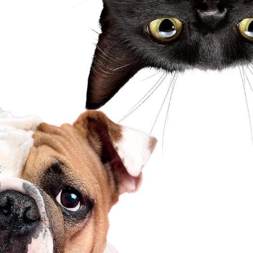 tipscatsanddogs's profile picture. This account is to share with you great tips for your pets & also to share cute images!