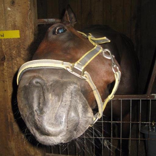 Lucky/Independent Life-Liver/Horse Fan/The stars are dead, but who cares. Still pretty/Beautiful Lyubov'/Lonesome Traveller/Renegade. 
I'm Chris. How are you ?