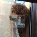 犬飼としーき (@11975run1) Twitter