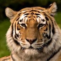 Goliad High School (@goliadhs) 's Twitter Profile