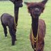 Annie.Alpaca (@burntfenalpacas) Twitter profile photo Annie.Alpaca (@burntfenalpacas) Twitter profile photo