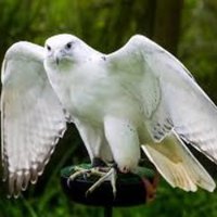 sukheeb (@sukheeb1) 's Twitter Profile
