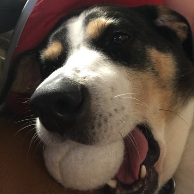 shk1000's profile picture. Proud Husband and Father, Technology Expert, Sports and Outdoors Enthusiast