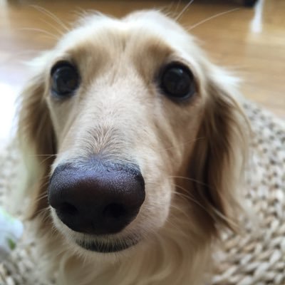 arisulittle's profile picture. 