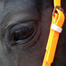 The Equinest (@theequinest) Twitter profile photo The Equinest (@theequinest) Twitter profile photo