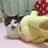 satoyukaaaaaa's profile image