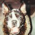 Moishe's Mom (@moishesmom) Twitter profile photo Moishe's Mom (@moishesmom) Twitter profile photo