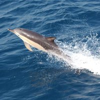 BlueGrowth (@bluegrowth) 's Twitter Profile