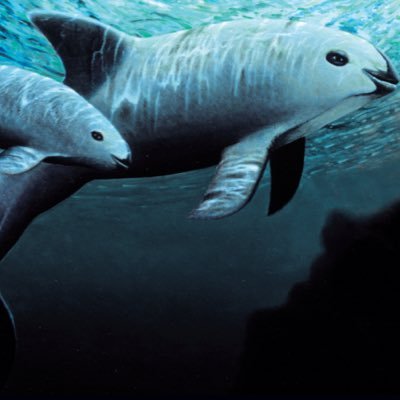 We are students trying to save Vaquita's! Please follow us!