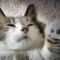 Account Named for Sweetums The Cat (@sosweetsosoft_) 's Twitter Profile