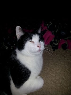 merryraven164's profile picture. 