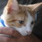 motownkittys's profile image