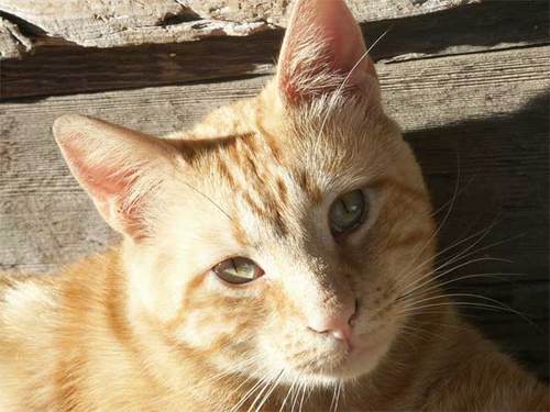 classicredtabby's profile picture. I'm a classic red tabby, but my friends call me Yellow.