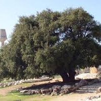 Gush Etzion (@gushetzion) 's Twitter Profile