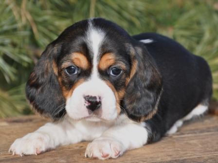 Mom of 2 wonderful Boys, have best husband in the world (he's hot too!) New Puppy - what more can I ask for!