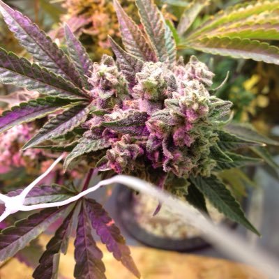 home to some of top strains on the planet .