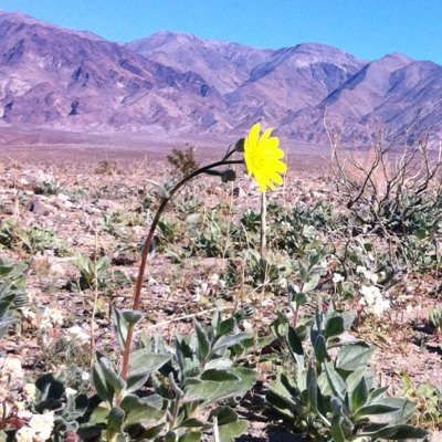 Plant physiological ecology and ecosystem ecology of deserts from the lab of Dr. Darren Sandquist at California State University, Fullerton