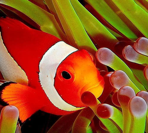reefspot's profile picture. Hi I am Eric Valasek and I have setup a site that will help you with your reef aquarium