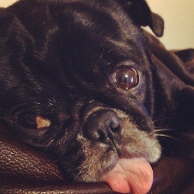 FPugs Profile Picture