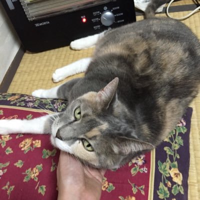 書記長さんのプロフィール画像