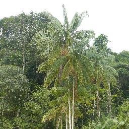 Ecophysiologist, Tropical Forest Ecology, tree water use, hydraulics