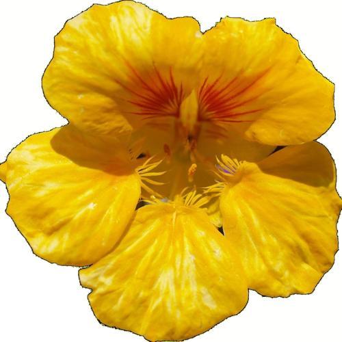 humaneplanet's profile picture. 