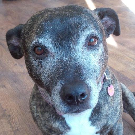 Staffie ambassador for dog rescue and rehoming charity @AllDogsMatter. Loved food, the Heath, bed and the sofa. She sadly crossed Rainbow Bridge 2 Oct 2020 🌈❤️