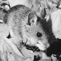 Mousey (@mousey3211) 's Twitter Profile Photo