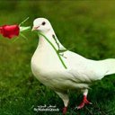خوجلي ابوالجاز (@099055nn) Twitter