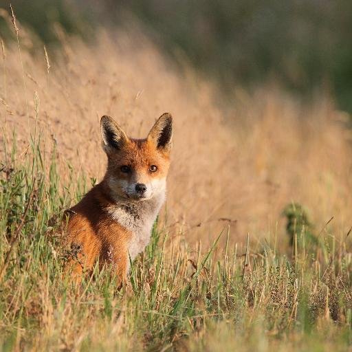 Hertfordshire Mammal, Amphibian and Reptile Atlas Project.

Profile photos courtesy of Tim Hill