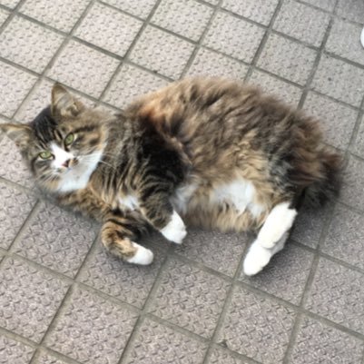 01ruNL4PWl0NqCx's profile picture. 単純な男です(o^^o)脊髄小脳変性症 痙性対麻痺の身体障害1級です。内反足の手術を行い、現在は両手に杖を持ちゆっくり歩けてます。障害者雇用で病院事務をやってます。