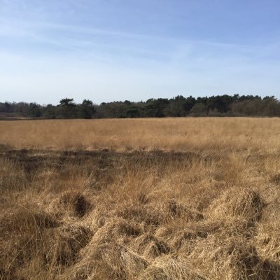 hillieschaap's profile picture. regisseur  openbare orde en veiligheid, gemeente Heerenveen