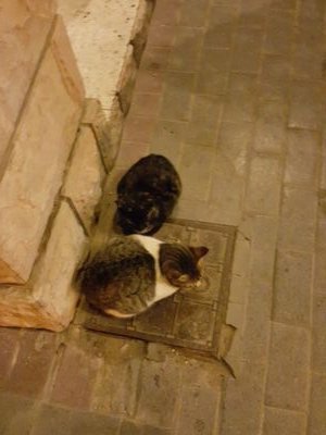 6aLABD9yVXFCFMZ's profile picture. 