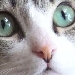 猫好きですが諸事情により飼えません…いつか飼いたいです…