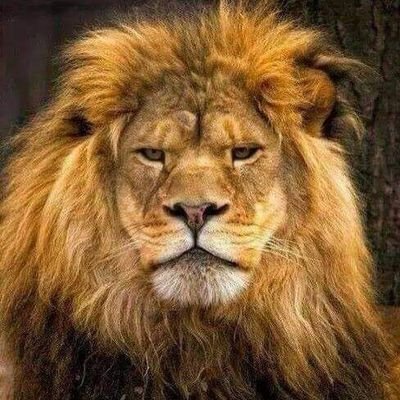 alaaorab's profile picture. 