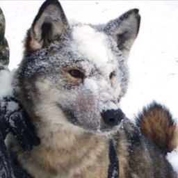 Maxoffender1's profile picture. 