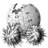Wikiballs's profile image