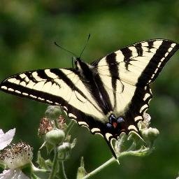 jorgennameless's profile picture. HCA, mother, reader, loom knitter, crafter, entrepreneur, sewist, photographer, gardener, musician, animal & bird lover, thrifter, upcycler & repurposer